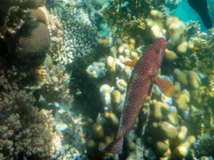 Groupers - Coral Grouper - Cephalopholis miniata