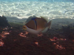 Triggerfish - Picasso Triggerfish - Rhinecanthus aculeatus