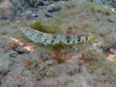 Lizardfish - Sand Lizardfish - Saurida dermatogenys