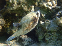 Pufferfish - Masked Puffer - Arothron diadematus