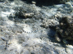 Snake Eels - Harlequin Snake Eel - Myrichthys colubrinus