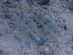 Goatfish - Yellow Striped Goatfish - Parupeneus chrysopleuron