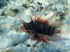 Lionfish - Clearfin Lionfish - Pterois radiata