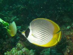 Butterflyfish - Panda Butterflyfish - Chaetodon adiergastos