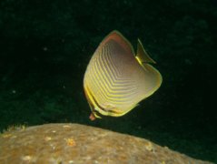 Butterflyfish - Eastern triangular butterflyfish - Chaetodon baronessa