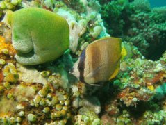 Butterflyfish - Sunburst butterflyfish - Chaetodon kleinii
