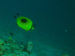 Butterflyfish - Mirror Butterflyfish - Chaetodon speculum
