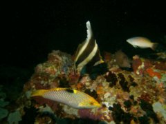 Butterflyfish - Pennant bannerfish - heniochus chrysostomus
