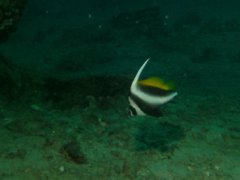 Butterflyfish - Singular Bannerfish - Heniochus singularius