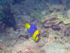 angelfish - Bicolor angelfish - Centropyge bicolor
