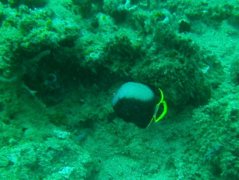 angelfish - Black velvet angelfish - Chaetodontoplus melanosoma