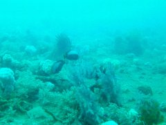 angelfish - Black velvet angelfish - Chaetodontoplus melanosoma
