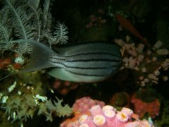angelfish - Blackstriped angelfish - Genicanthus lamarck