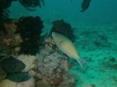 Parrotfish - Tricolour Parrotfish - Scarus tricolor