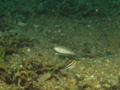 Parrotfish - Raggedtooth parrotfish - Calotomus spinidens