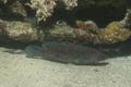 Seabasses - Greater Soapfish - Rypticus saponaceus