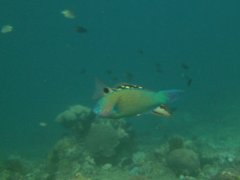 Parrotfish - Common Parrotfish - Scarus psittacus