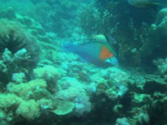 Parrotfish - Bower's parrotfish - Scarus bowersi