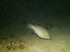 Parrotfish - Surf parrotfish - Scarus rivulatus