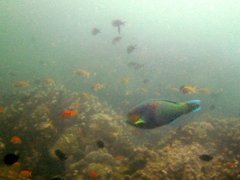 Parrotfish - Surf parrotfish - Scarus rivulatus