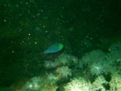 Parrotfish - greensnout parrotfish - Scarus spinus