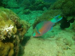 Parrotfish - Quoy's parrotfish - Scarus quoyi