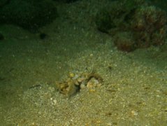 Gobies - Spotted shrimpgoby - Amblyeleotris guttata