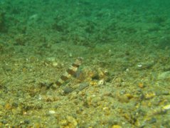 Gobies - Diagonal Shrimp Goby - Amblyeleotris diagonalis