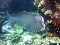 Scaridae - Green humphead parrotfish - Bolbometopon muricatum