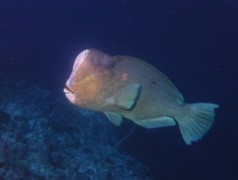 Scaridae - Green humphead parrotfish - Bolbometopon muricatum