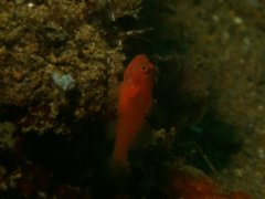 Gobies - Redspot dwarfgoby - Trimma halonevum