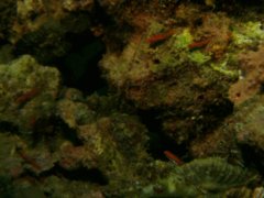 Gobies - Neon dwarfgoby - Eviota atriventris