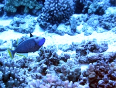 Triggerfish - Blue Jaw Triggerfish - Xanthichtthys auromarginatus