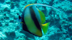 Butterflyfish - Red Sea Bannerfish - Heniochus intermedius