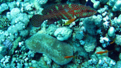 Groupers - Coral Grouper - Cephalopholis miniata