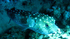 Porcupinefish - Spotbase Burrfish - Cyclichthys spilostylus