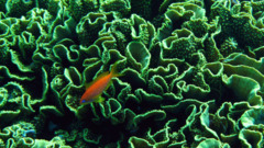 Basslets - Sea Goldie(Jewel Fairy Basslet,Scalefin Anthias) - Pseudanthias squamipinnis