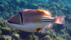 Triggerfish - Arabian Picasso Triggerfish - Rhinecanthus assasi