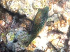 Pufferfish - Red Sea Toby - Canthigaster margaritata