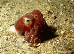 Cephalopoda - Stubby Squid - Rossia pacifica