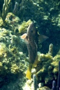 Parrotfish - Yellowtail Parrotfish - Sparisoma rubripinne