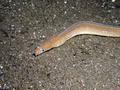 Moray - Unicolour Snake Moray - Uropterygius concolor