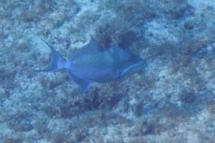 Triggerfish - Queen Triggerfish - Balistes vetula