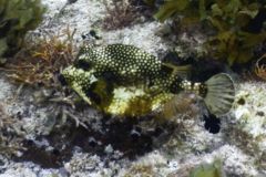 Trunkfish - Smooth Trunkfish - Lactophrys triqueter