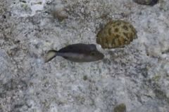 Pufferfish - Sharpnose Puffer - Canthigaster rostrata