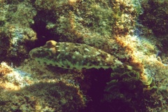 Pufferfish - Bandtail Puffer - Sphoeroides spengleri