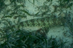 Lizardfish - Sand Diver - Synodus intermedius
