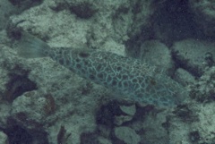 Pufferfish - Checkered Puffer - Sphoeroides testudineus