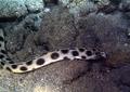 Snake Eels - Tiger Snake Eel - Myrichthys maculosus