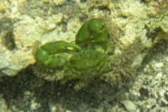 Crabs - Emerald Crab - Mithraculus sculptus